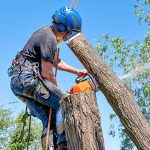 Lawn & Tree Care Services